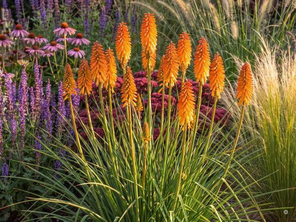 Kniphofia 'Mango Popsicle'