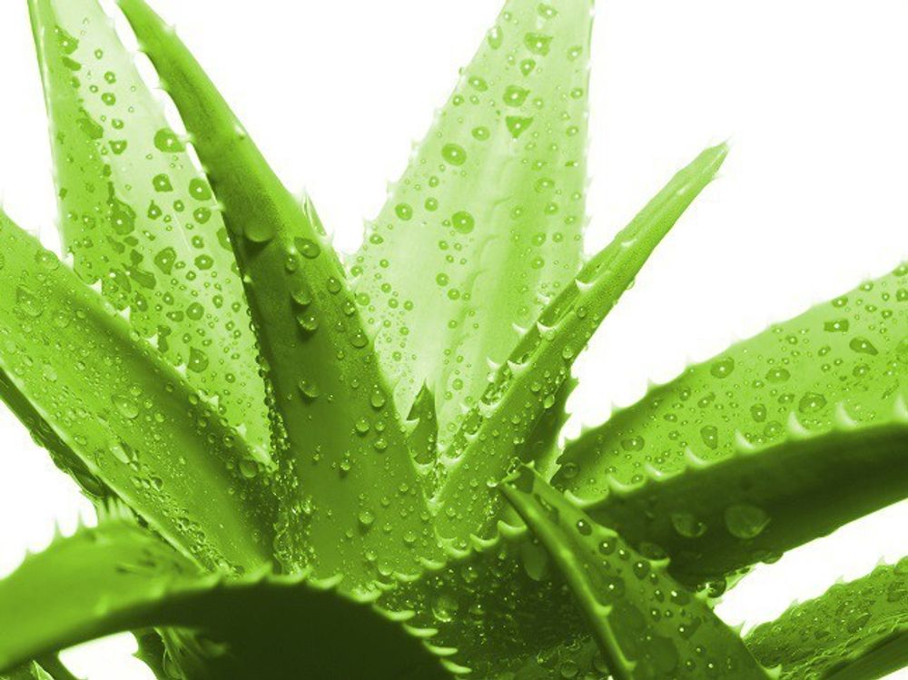 BioBizz Acti-Vera 1L | Organischer Aloe-Vera Pflanzenstimulator für Wachstum und Blüte