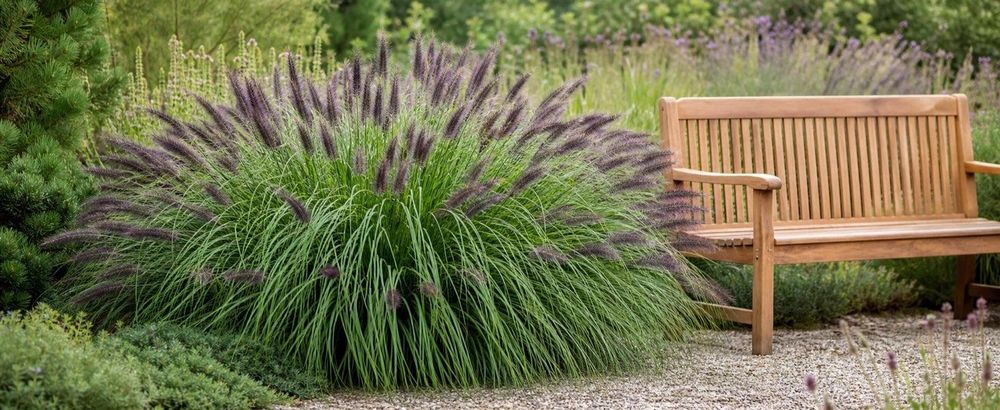 Ausgewachsener Horst neben Gartenbank mit sitzender Person als Referenz