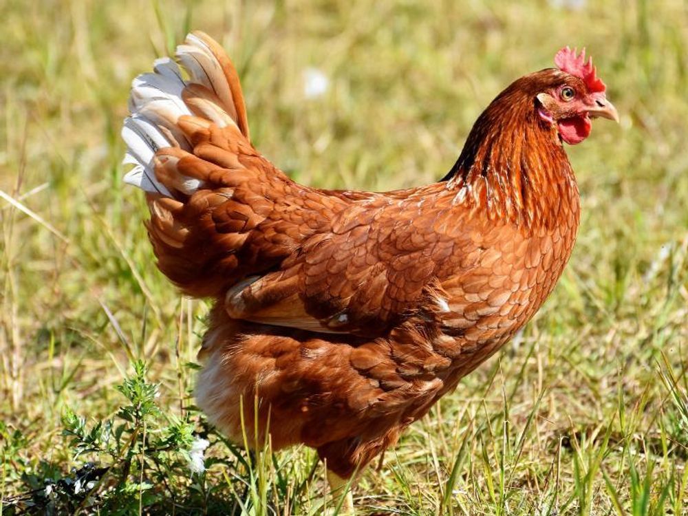 Huhn im Gras