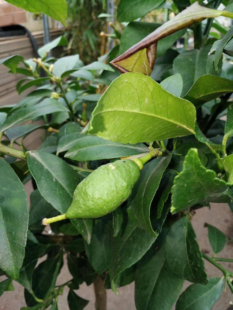 Citrus limon Lunario 140–170 cm – Echter Zitronenbaum – Vier-Jahreszeiten-Zitrone, immertragend, mediterrane Kübelpflanze