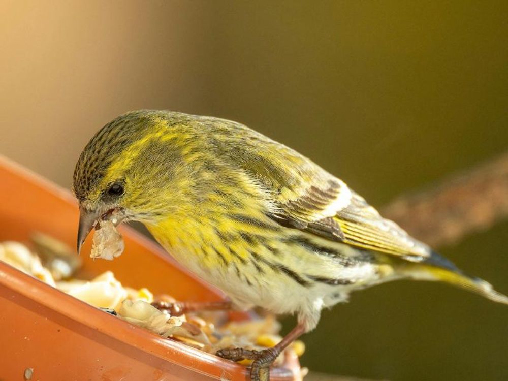 Vogel an Futterstelle