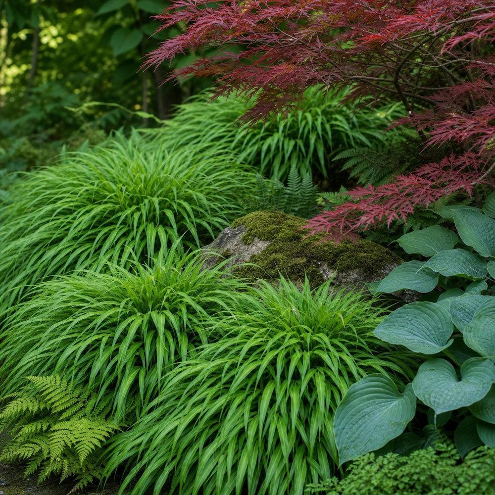 Hakonechloa mit japanischem Ahorn, Hosta und Farn im Japangarten