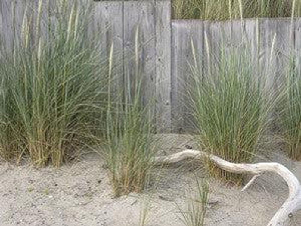 Strandhafer vor grauem Holzzaun mit Sandfläche