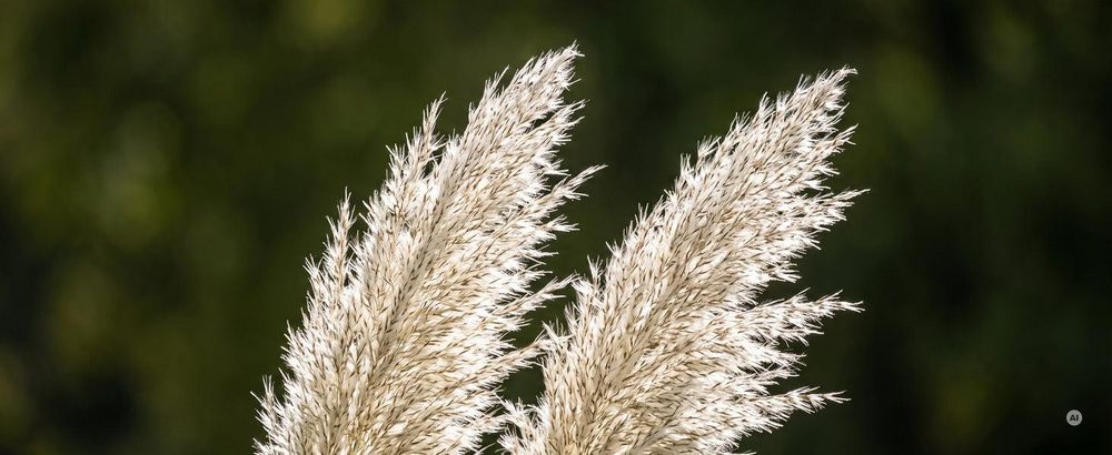 Die Blüte: Silbrig-weiße Wedel