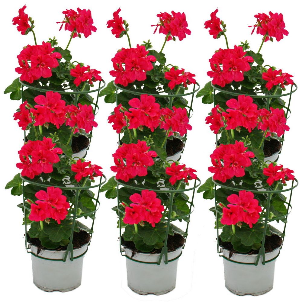 Geranien hängend - Pelargonium peltatum - 12cm Topf - Set mit 6 Pflanzen - pink