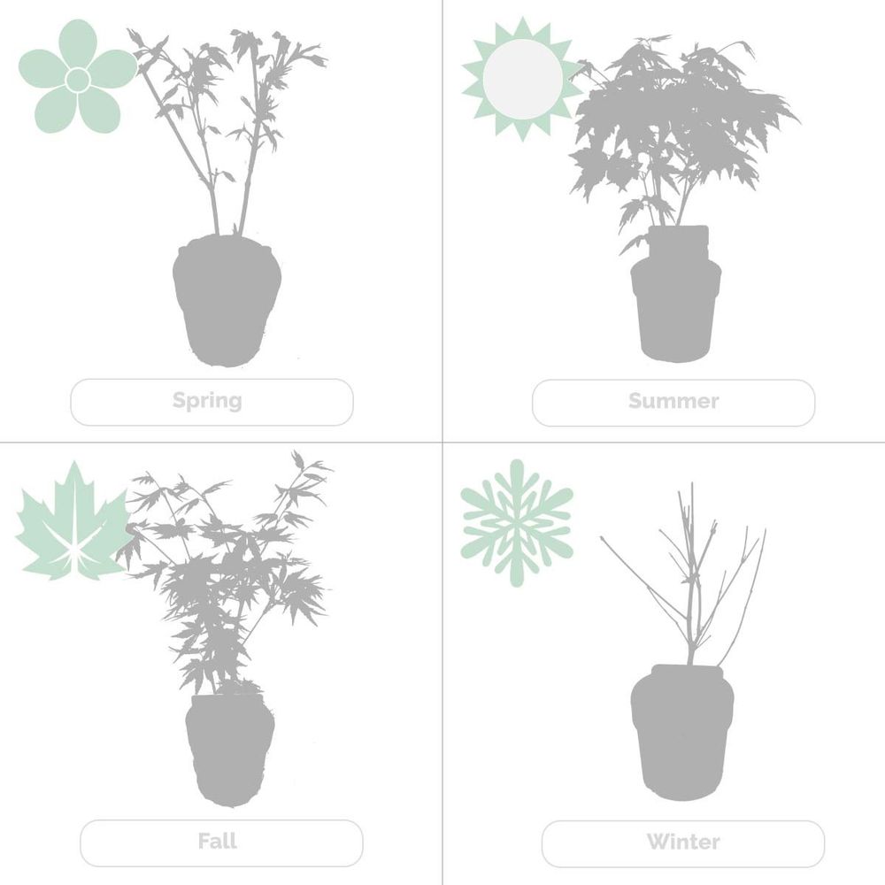 Bloomique - Mischung aus 4 Japanischen Ahornbäumen - Winterharte Pflanzen - Gartenpflanzen Winterhart - Höhe 20-30 cm - Topf 10,5 cm