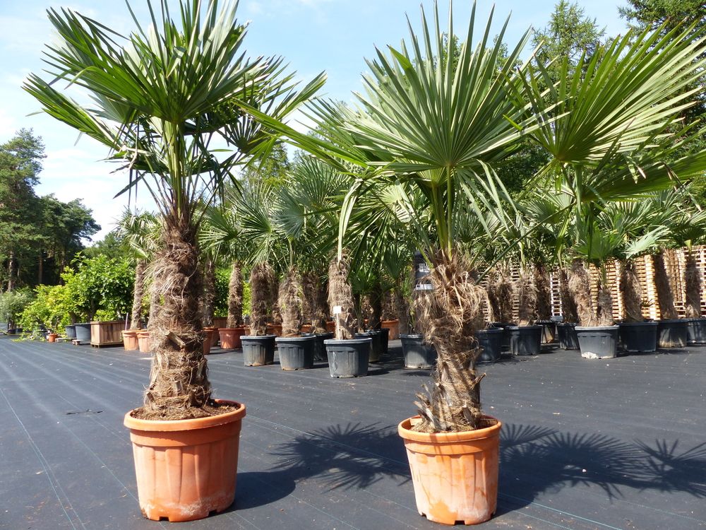 2 Stück im Palmenset Trachycarpus fortunei dicke Stämme 200 cm Hanfpalme, winterharte Palme bis -18°C