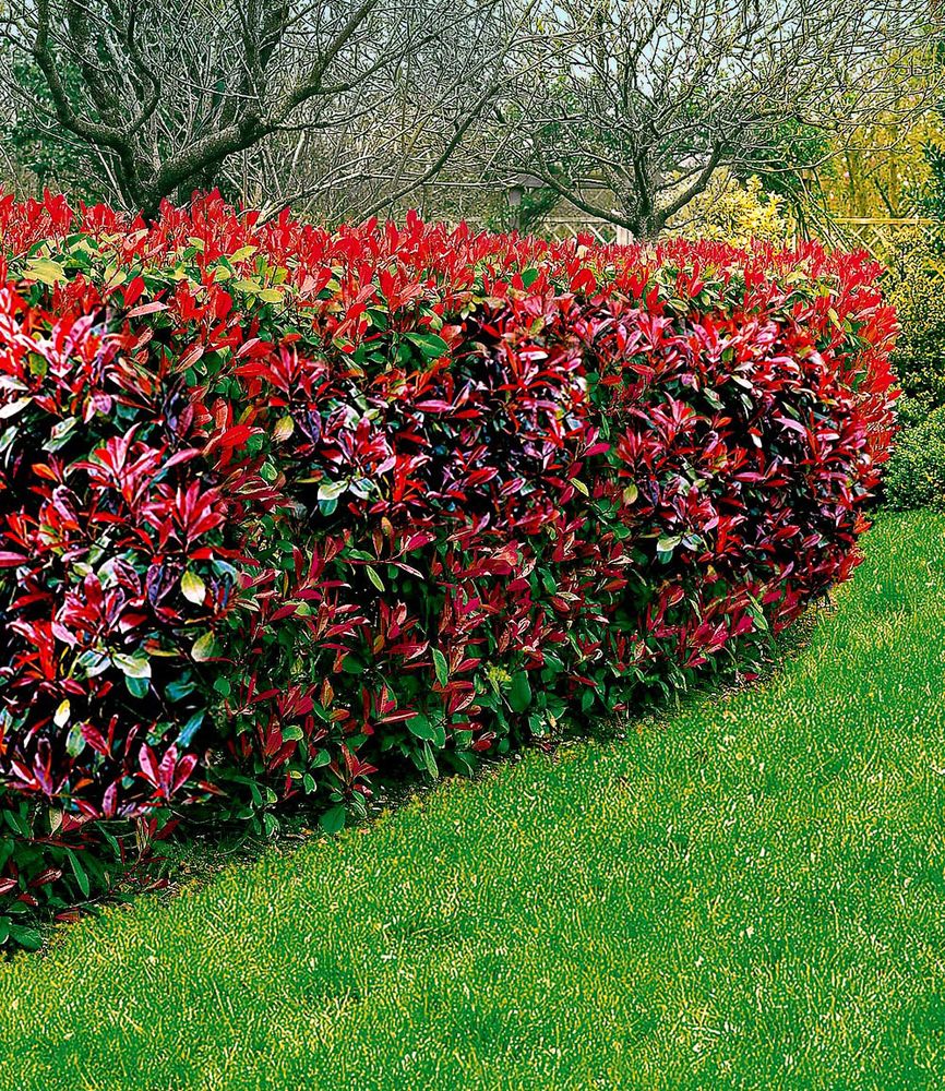 BALDUR Garten 5er Immergrüne Photinia-Hecke 'Red Robin', Pflanzen im 9x9 cm-Topf, Glanzmispel winterhart, blühend, Photinia fraseri 'Red Robin', Photinia fraseri, schnellwachsend