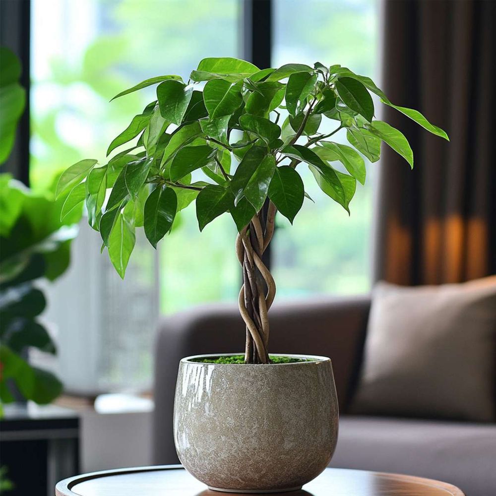 Glückskastanie - Pachira aquatica - Höhe 60-70cm - ⌀17cm
