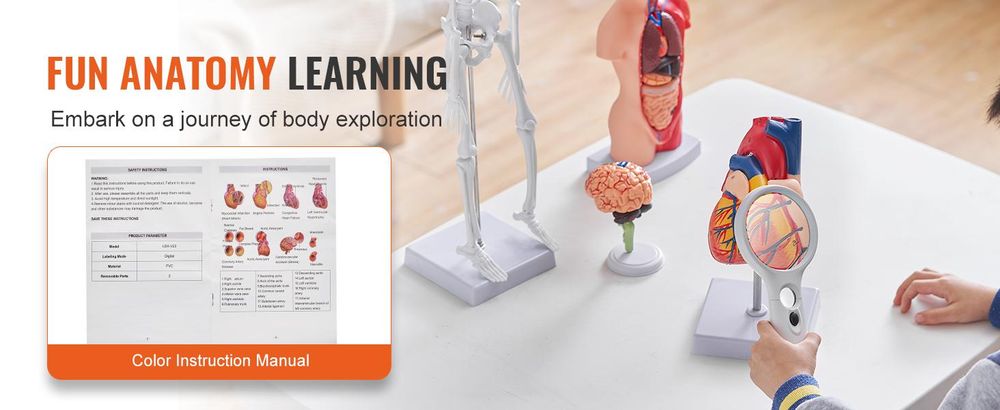 VEVOR 4-teilige Menschliche Anatomiemodelle Menschlicher Körper Anatomie Modell, Vollskelett/Vollorganset/Herz/Gehirn Abnehmbarer Menschlicher Körper