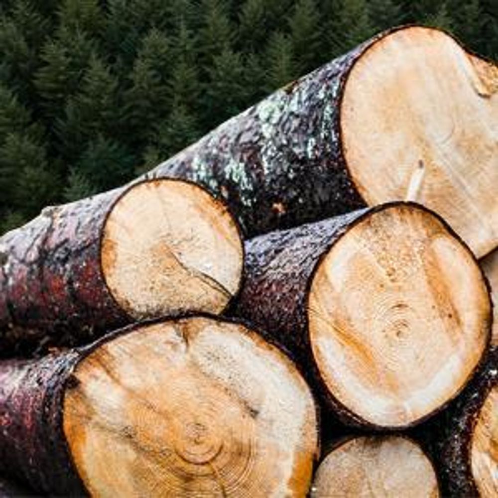 Anzünder Set 12kg (Holzwolle 8kg + Presslinge 4kg)