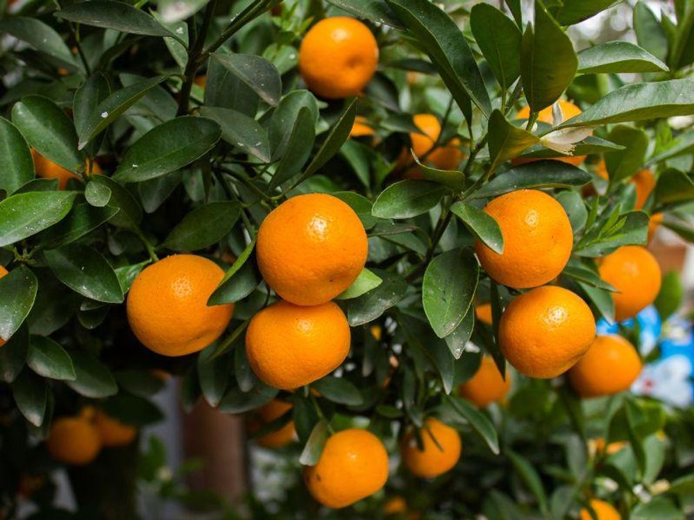 Meine Orangerie Satsuma Mandarine Mezzo - echter Citrusbaum - veredelter Zitrusbaum - Citrus Unshiu - Fruchtreifer Mandarinenbaum in Gärtnerqualität