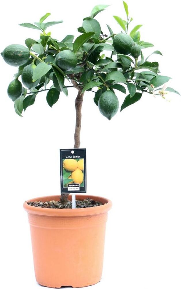 Meyer Zitronenbaum 70–100 cm – Citrus limon Meyer mit Blüten & Früchten, winterharte Zitronenpflanze für Haus & Balkon