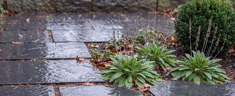 Winterregen auf Schieferplatten, daneben die grünen Rosetten des Steppensalbeis