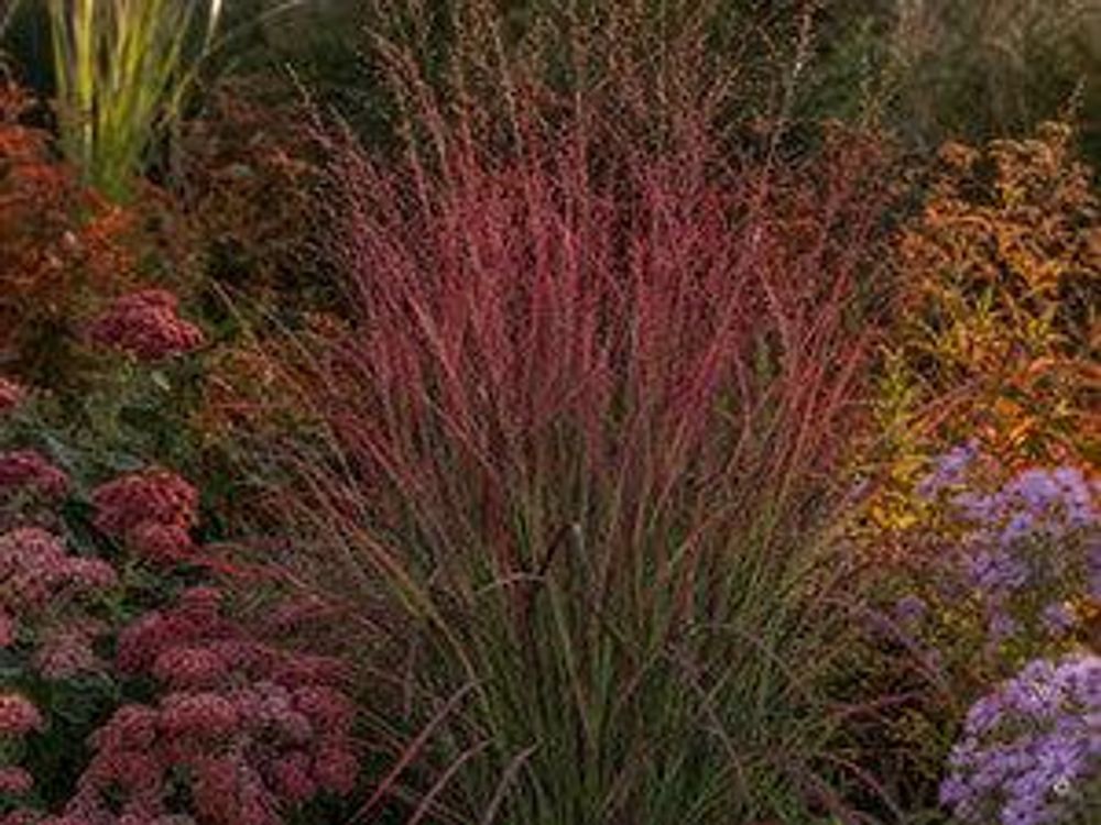 Herbstbeet in Rot-Orange-Tönen, 'Squaw' als leuchtendes Zentrum