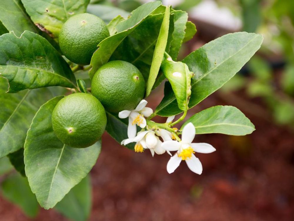 Citrus latifolia - echte Limette - veredelter Zitrusbaum im 6L-Topf - Caipi-Limette - persische Limette - Tahiti-Limette - perfekt für Caipirinha und Cocktails
