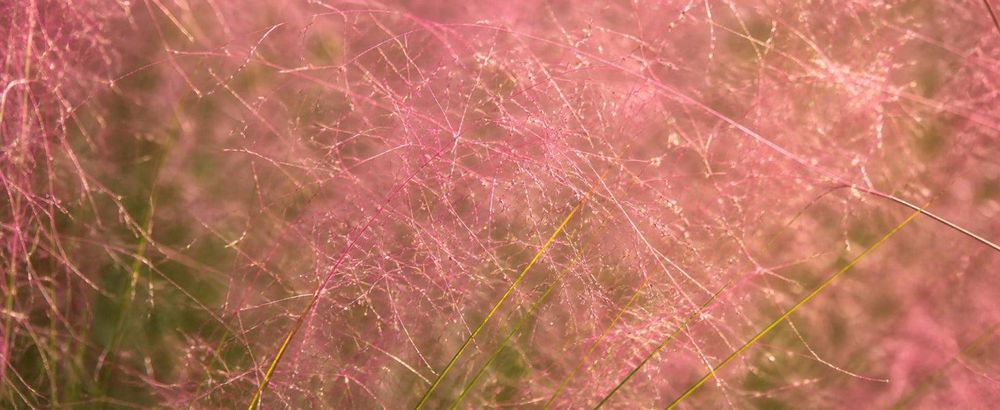 Volle Blüte in Nahaufnahme, haarfeine rosa Rispen im Gegenlicht