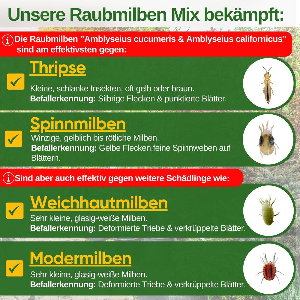 Power Raubmilben gegen Thripse und Spinnmilben, 3 Mix (6Tüten), Biologisches Mittel zur effektiven Thripse & Spinnmilben Bekämpfung – GREEN GUARDIA