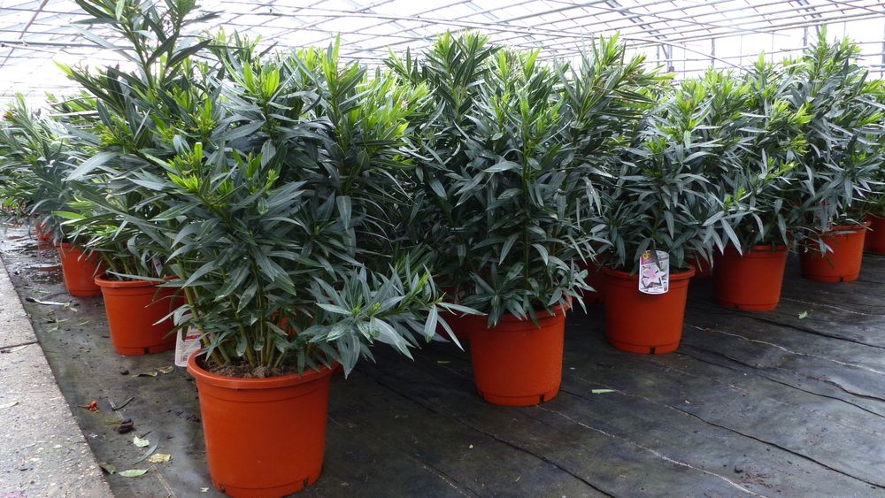 Oleander 80 - 90 cm Busch Nerium Rosenlorbeer Premium rot, rosa oder weiß
