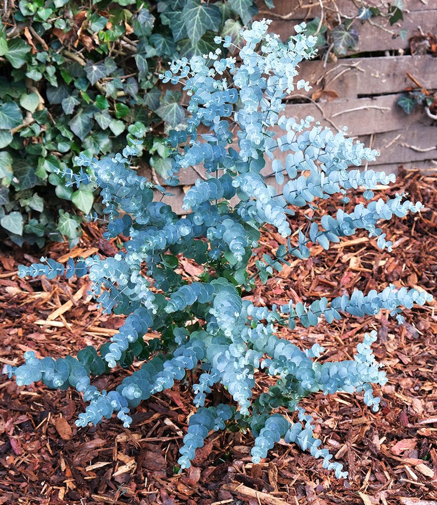 BALDUR Garten 1x Winterharter Eukalyptus Azura® im XXL-Topf, Pflanze im 15 cm-Topf, Eucalyptus gunnii, Azura, winterhart bis -20 °C, mehrjährig, intensiv duftend, vertreibt Fliegen