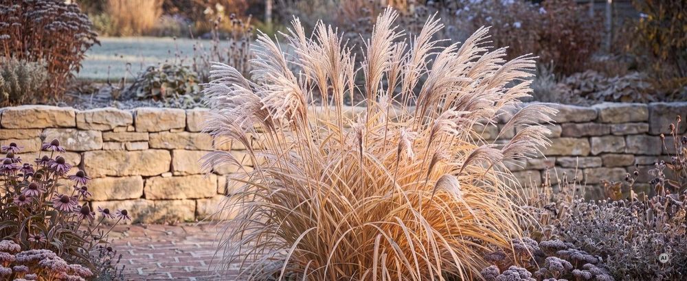 Winter: strohfarbenes Gerüst mit Raureif