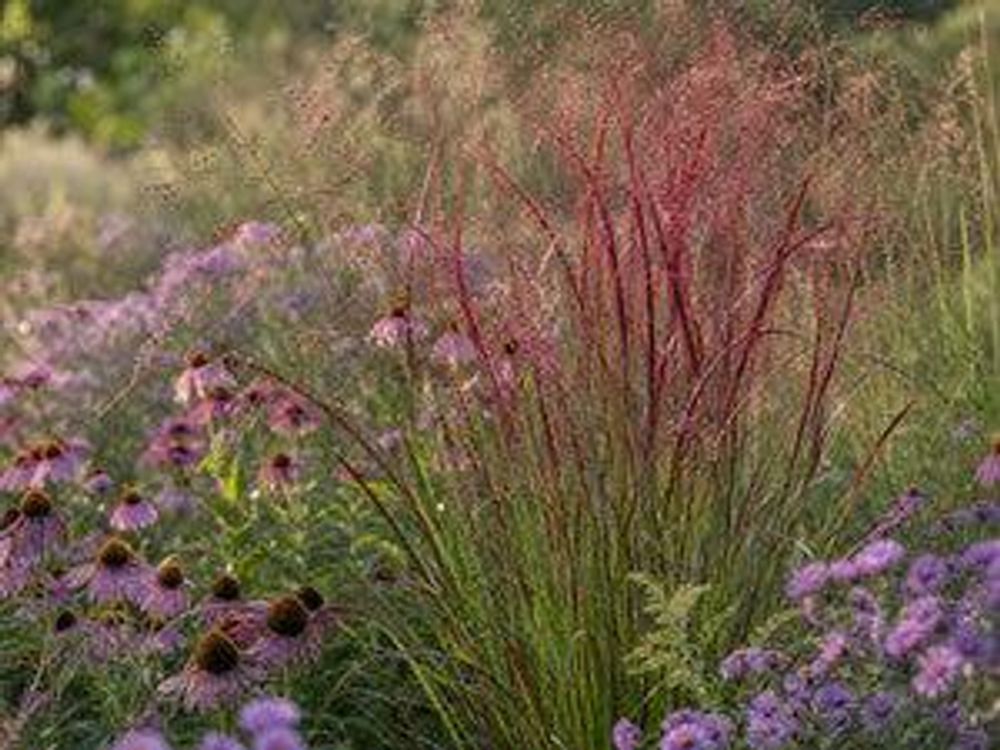 Prärie-e: 'Squaw' zwischen Echinacea und Astern im Spätsommerlicht