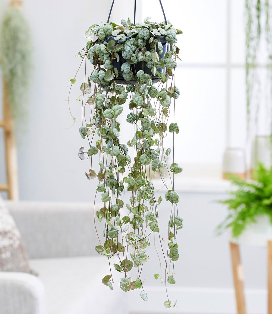BALDUR Garten 1x Leuchterblume Ceropegia, Pflanze im 11 cm-Topf, Grünpflanze, mehrjährig - frostfrei halten, pflegeleicht, Ceropegia woodii, außergewöhnliche Blätter, Zimmerpflanzen-Rarität