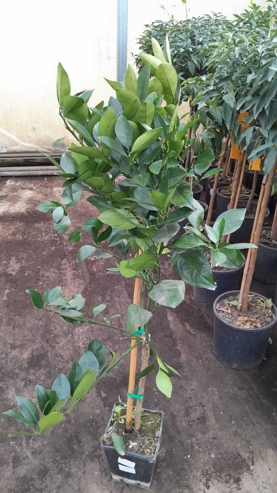 Orangenbaum Citrus Sinensis Valencia 120-140 cm – Apfelsine für Garten & Balkon, frische Früchte, winterhart, pflegeleicht, ideal für DIY Obstgarten