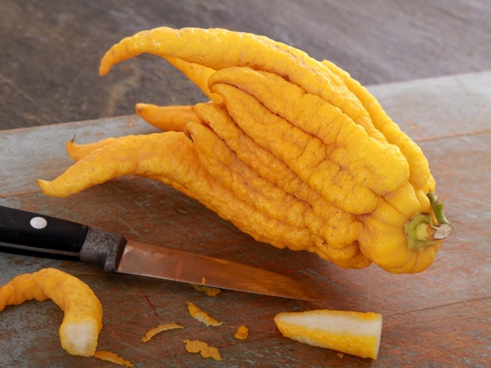 Meine Orangerie Buddhas Hand Zitrone Mezzo - echter Citrusbaum - 60 bis 80 cm - veredelte Citruspflanze - Citrus Medica Digitata - Hand of Buddha