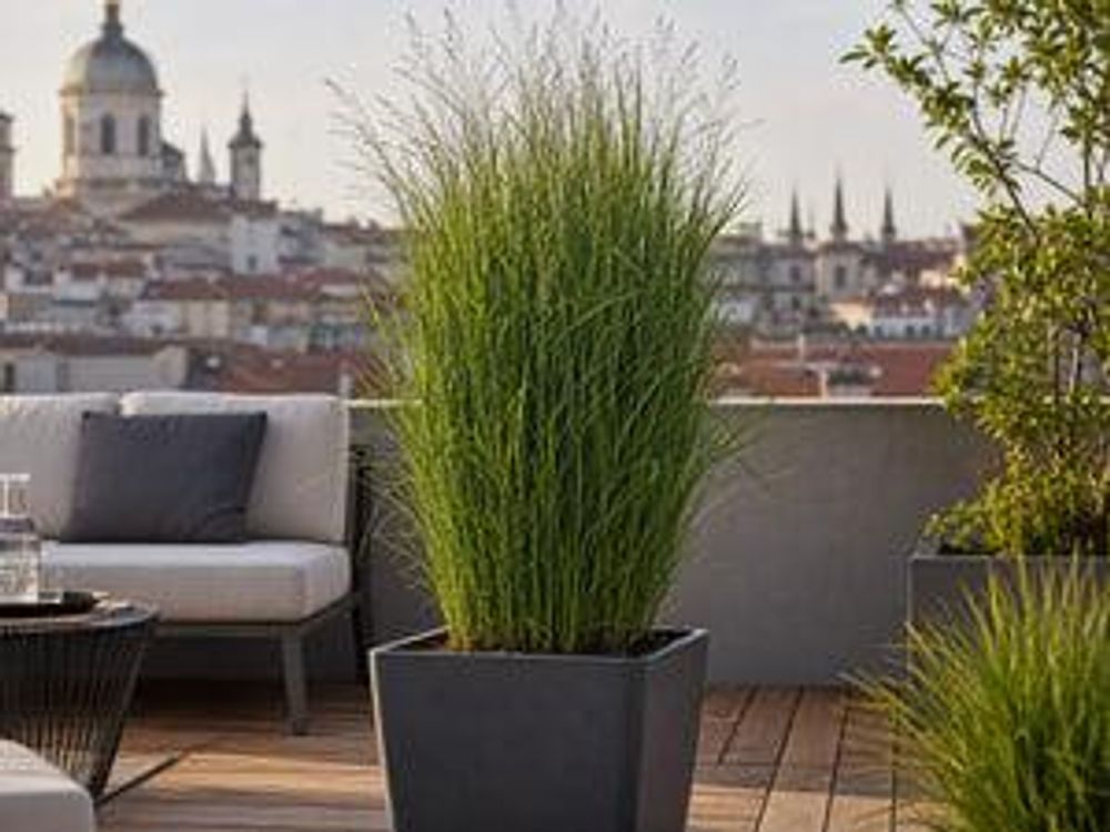Ruten-Hirse Northwind im großen Kübel auf Dachterrasse