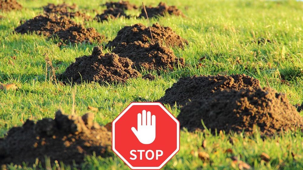Maulwurfhügel auf gepflegtem Rasen mit Stoppschild – Symbol für effektiven Maulwurfschutz im Garten