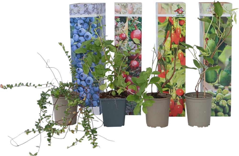 Mischung Obstpflanzen - 4 Stk - Actinidia Vaccinium Lycium - Höhe 25-40cm - ⌀9cm