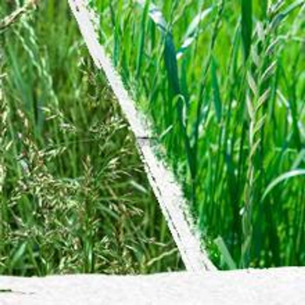 1 kg Rasensamen trockenresistent dürreresistent für Trockenrasen & Schattenrasen Samen Grassamen schnellkeimend, 40m², ideal für Neuansaat und Nachsaat, Rasensaat Grassamen