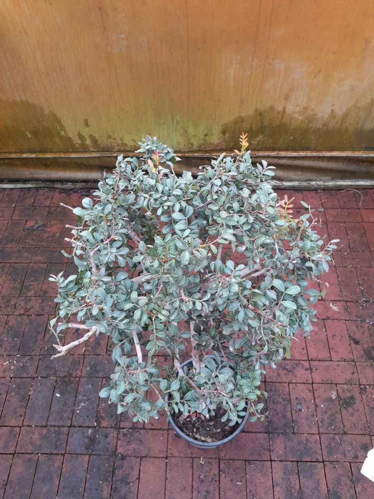 Pistacia lentiscus 130-140 cm Stämmchen - Mastixstrauch - Wilde Pistazie