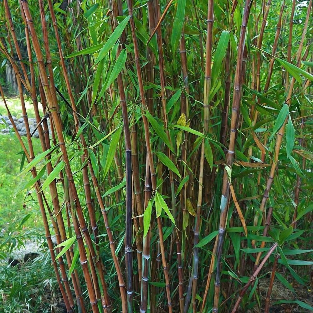 Bambus - 4 Stk - Fargesia nitida 'Gansu' - Höhe 50-70cm - ⌀17cm