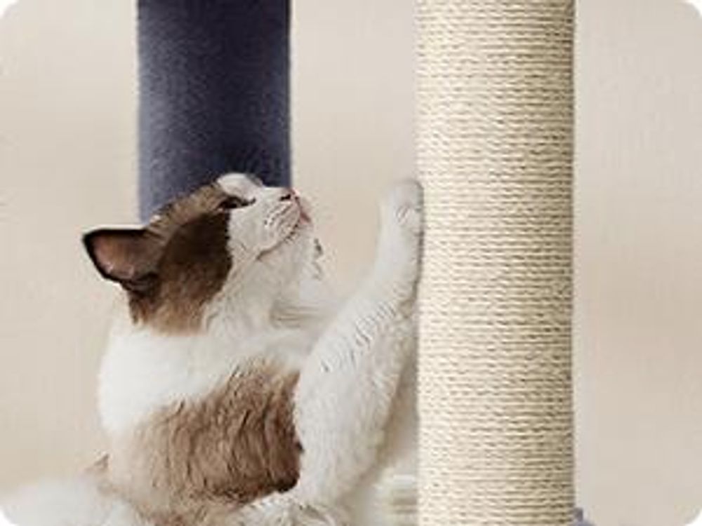 FEANDREA Kratzbaum für Raumecke, Katzenbaum, mit großer Kuschelhöhle, großen Plattformen, mehr Stabilität Dunkelgrau