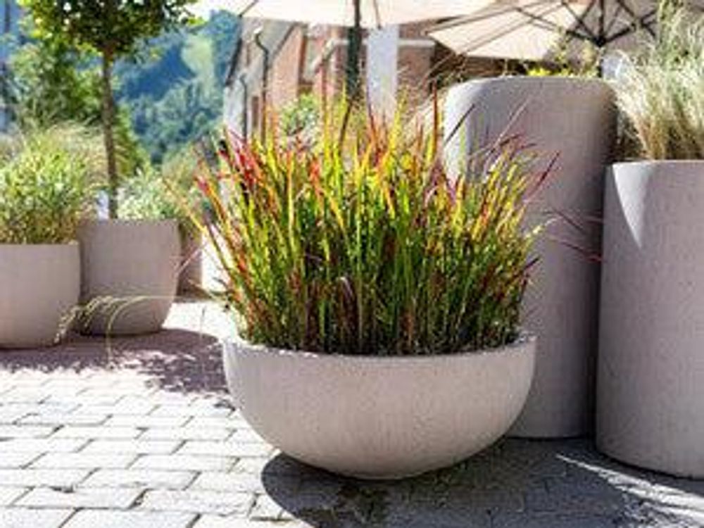 Heller Schalen-Kübel mit rot-grünem Blutgras auf Pflasterfläche