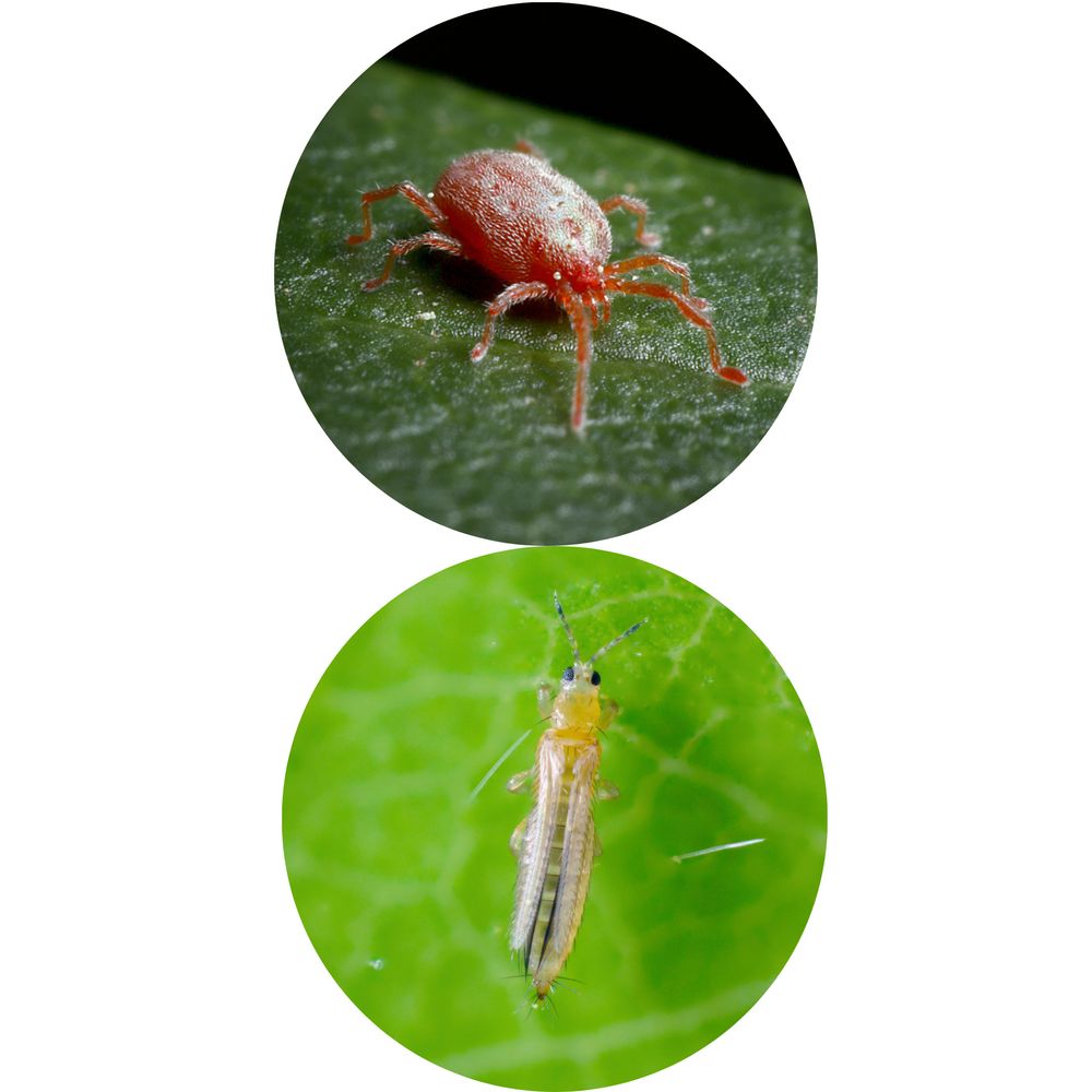 Power Raubmilben gegen Thripse und Spinnmilben, 3 Mix (6Tüten), Biologisches Mittel zur effektiven Thripse & Spinnmilben Bekämpfung – GREEN GUARDIA