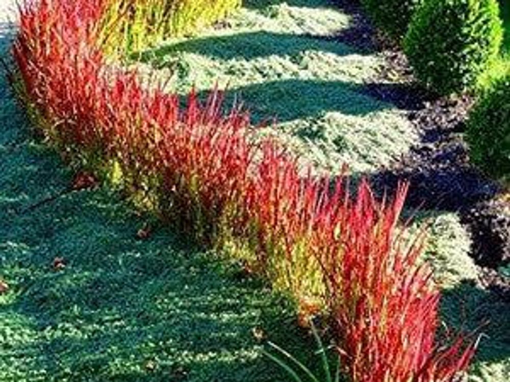 Geschwungenes rotes Band im Vorgarten zwischen Bodendeckern