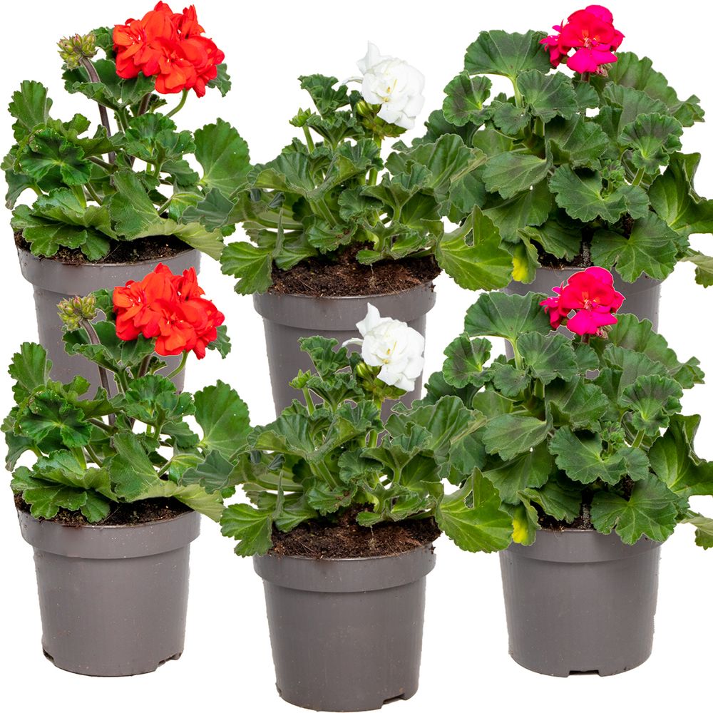Bloomique - 6er-Mix - Pelargonium Zonale - Stehende Geranien - Geranienpflanzen - Gartenpflanzen - 15-20 cm Hoch - Topf 10,5 cm