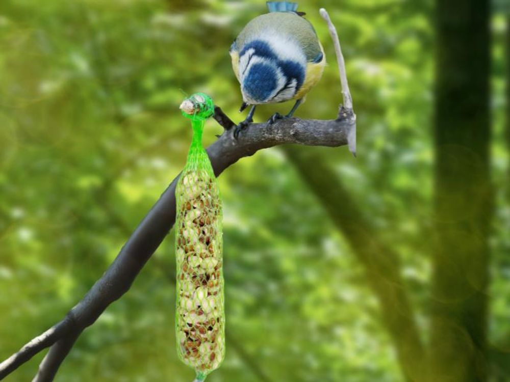 Vogel mit Nusszapfen