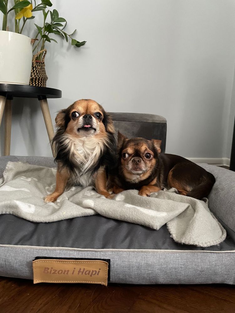 Hundebett XXL personalisiert mit Namen 118x78 cm – großes Hundesofa Hundekissen Hundekörbchen waschbar – Grau
