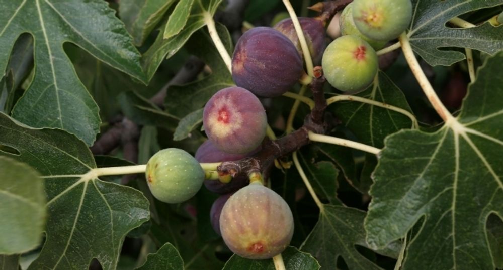 Meine Orangerie Feigenbaum Dünger [1kg] - Premium Dünger für Feigenbäume - Spezielle Formulierung für starke Pflanzen und viele Früchte