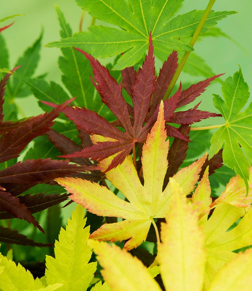 BALDUR Garten 1x Ahorn 3-Farben Festival, Pflanze im 3 Liter-Topf, winterhart, mehrjährig, pflegeleicht, Acer palmatum, drei verschiedene Ahorn-Sorten in einem Topf, Zierstrauch-Rarität