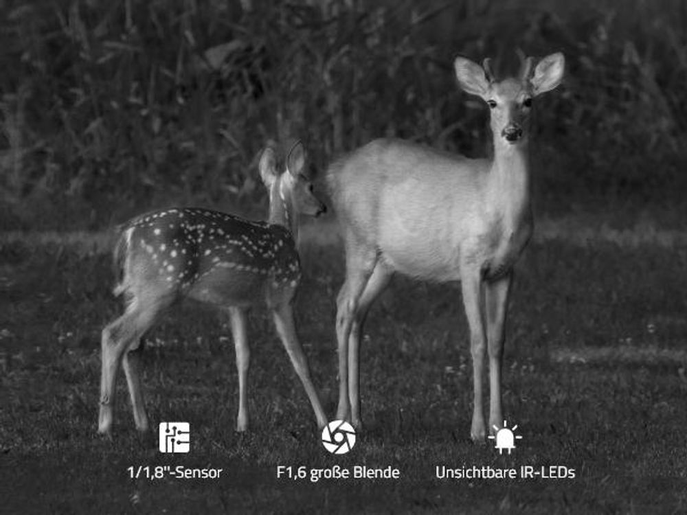 Reolink Camovue Talon Pro, 4K 8MP 4G LTE Akku Überwachungskamera für den Außenbereich, SIM-Karte, Starlight-Nachtsicht, Tierarterkennung