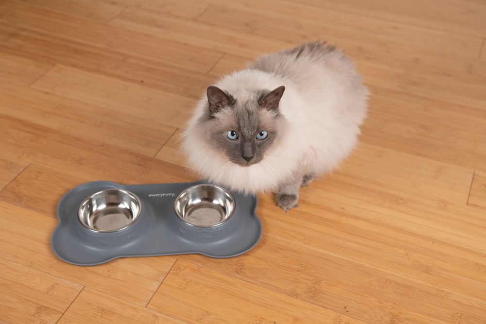 Silikonisches Futterbehälter mit Edelstahl-Futterbowl, für Katzen und Hunde, 200 ml, rosa