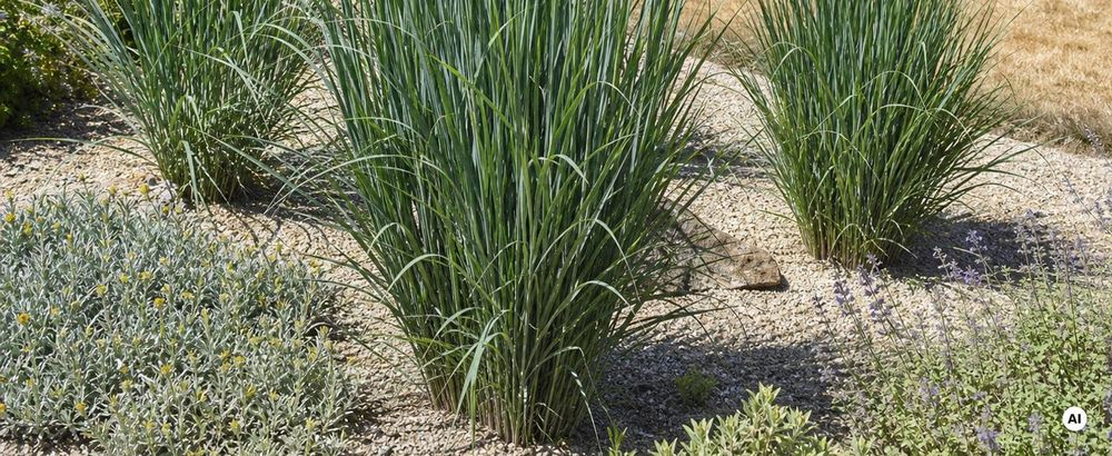 Vitale Pflanze in sommertrockenem Kiesbeet, pralle Sonne