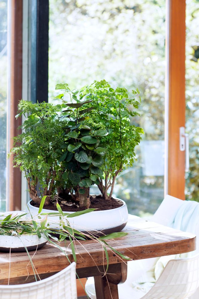 Bloomique - Polyscias Fruticosa - Aralie - Zimmerpflanzen - Luftreinigend - Tierfreundlich - Zimmerpflanzen - 50-70 cm Hoch - Topf 17 cm
