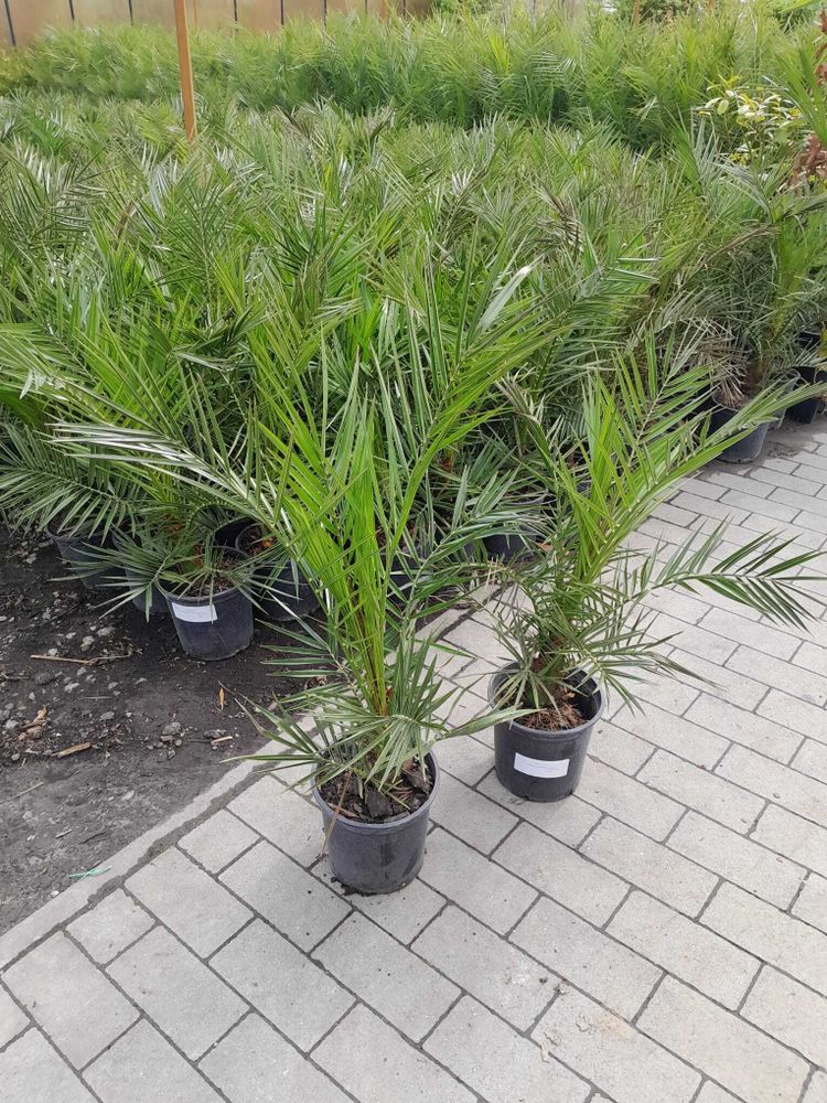 2 Stück 70-100 cm Phoenix canariensis kanarische Dattelpalme kanarische Dattelpalme kräftige Palmen keine Jungpflanzen
